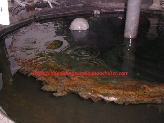 hoa_chat_tay_cau_can_thap_giai_nhiet (3)